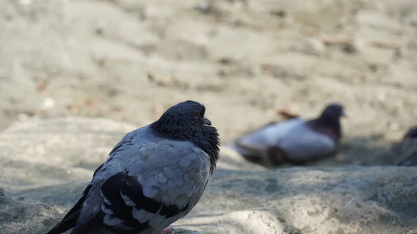 ビーチの石の上に座っている鳩やハト — ストック写真