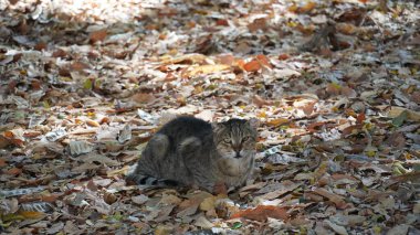 Sokak kedileri. Serseri bir kedi yaprakların üzerinde oturuyor ve kameraya bakıyor..