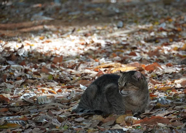 Pouliční Toulavé Kočky Listí Sedí Potulná Kočka — Stock fotografie