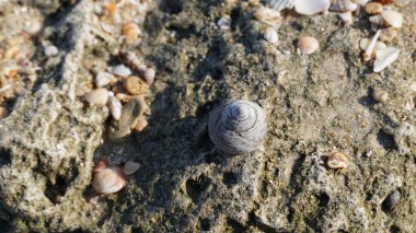 Deniz salyangozunun kabuklardaki görüntüsünü kapat.