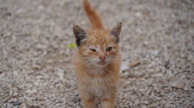 Göz iltihabı olan kırmızı kedi yavrusu geziniyor.