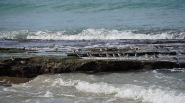 Bir grup Dunlin gelgitler arasında besleniyor.