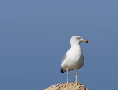 Bir kayanın üzerinde duran halka gagalı martı (Larus delawarensis)