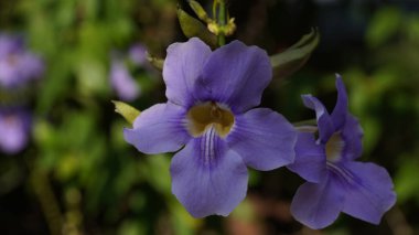 Bengal Clockvine çiçeği. Thunbergia ihtişamı ağaçta açan tropikal bir bitki.