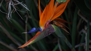 Cennet kuşu çiçeği. Çiçekli cennet kuşu (Strelitzia Reginae) botanik bahçesinde çiçek açtı