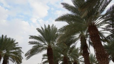 Phoenix Dactylifera tarihi veya hurma ağacı