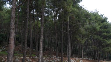 Kuzey İsrail 'de ağaçlarla kaplı kozalaklı bir orman.