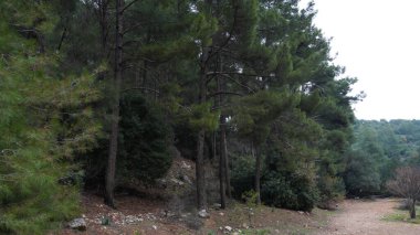 Kuzey İsrail 'de ağaçlarla kaplı kozalaklı bir orman.