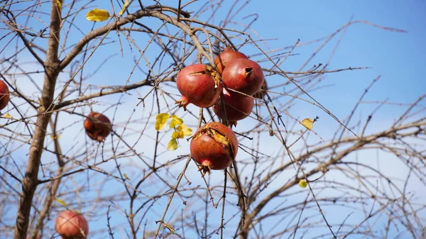 Dried pomegranate on branches of pomegranate tree (punica granatum)