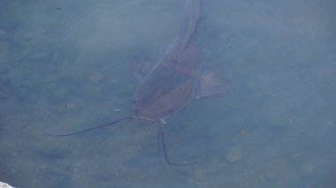 Tatlı su kara yayın balığı bataklıkta ekmek bekliyor..