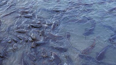 Tatlı su kara yayın balığı. Bataklıkta ekmek bekleyen bir grup yayınbalığı..