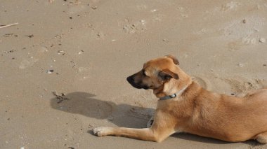 Yalnız ve üzgün bir köpek sahibini bekliyor.