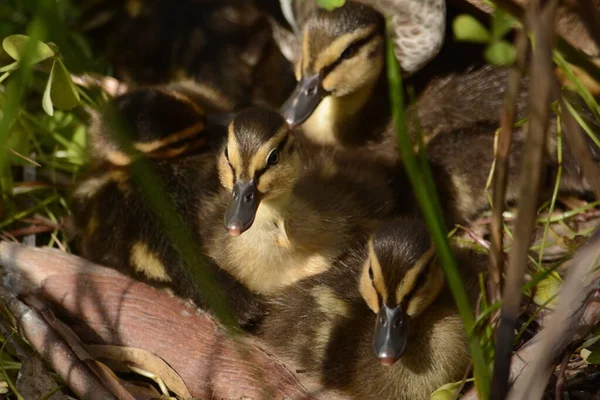 Two little ducklings with yellow heads and black stripes