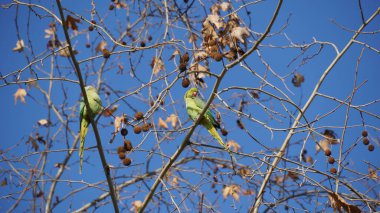 Monk parakeet - wild green parrots on Chestnut tree in the winter