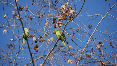 Monk parakeet - wild green parrots on Chestnut tree in the winter