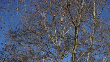 Chestnut tree (Aesculus hippocastanum) in the winter, leaves are dry and brown