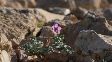 Erodyum crassifolium çiçeği, Negev Çölü, İsrail.