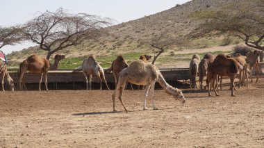 İsrail, Negev Çölü 'nde develer, Mamshit Ulusal Parkı' na yakın.