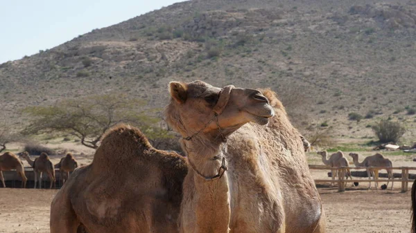 Dos Camellos Uno Gracioso Cerca Camello Desierto Negev Israel — Foto de Stock