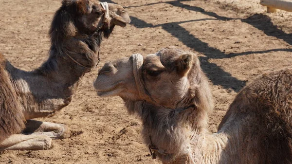 Camellos Desierto Negev Israel Cerca Del Parque Nacional Mamshit — Foto de Stock