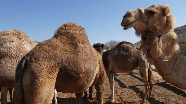Camellos Desierto Negev Israel Cerca Del Parque Nacional Mamshit — Foto de Stock