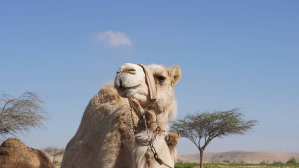 Camel Negev Desert Israel Close Mamshit National Park — Zdjęcie stockowe