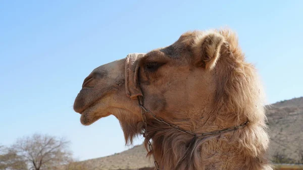Camelo Deserto Negev Israel Perto Parque Nacional Mamshit — Fotografia de Stock
