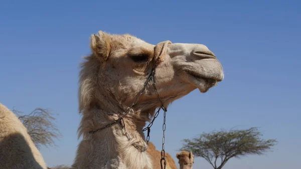 Camello Desierto Negev Israel Cerca Del Parque Nacional Mamshit — Foto de Stock