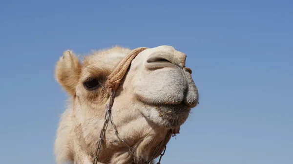 Camel Negev Desert Israel Close Mamshit National Park — 图库照片