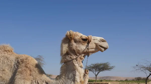 Camello Desierto Negev Israel Cerca Del Parque Nacional Mamshit — Foto de Stock