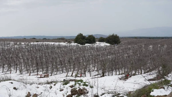Invierno Norte Israelí Alturas Del Golán Cubiertas Nieve — Foto de Stock
