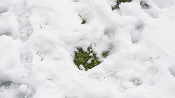 Green grass under melted snow and footprints