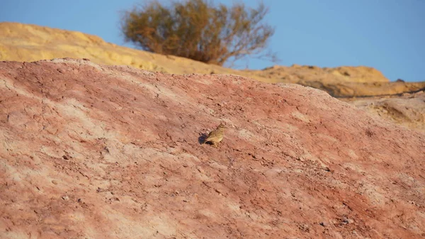 Sabbie Colorate Makhtesh Gadol Grande Cratere Riserva Naturale Nel Deserto — Foto Stock