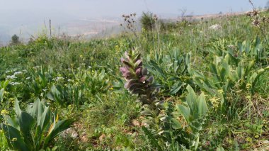 Acanthus spinosus, dikenli ayının pantolonu doğal bir parkta çiçek açıyor.