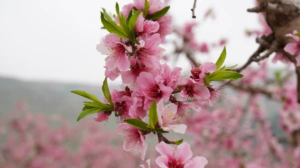 Almond Gardens Almond Orchard Bloom Blossoming Trees Israel — Stock Photo, Image