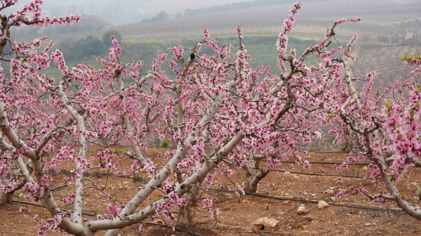 Ogrody Migdałowe Kwitnący Sad Migdałowy Kwitnące Drzewa Izraelu — Zdjęcie stockowe