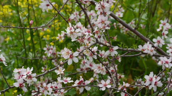 Mandlové Zahrady Kvetoucí Mandlový Sad Kvetoucí Stromy Izraeli — Stock fotografie