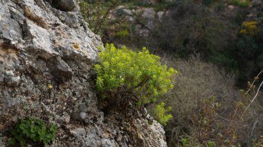 İsrail 'de Euphorbia dendroidleri ya da ağaç filizi çiçekli sulu bitki Ayun Doğa Rezervi