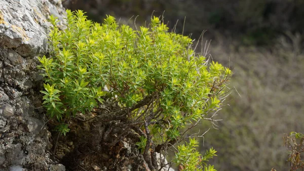 Euphorbia Dendroides Дерево Подстегивает Цветущее Сочное Растение Ayun Природный Заповедник — стоковое фото