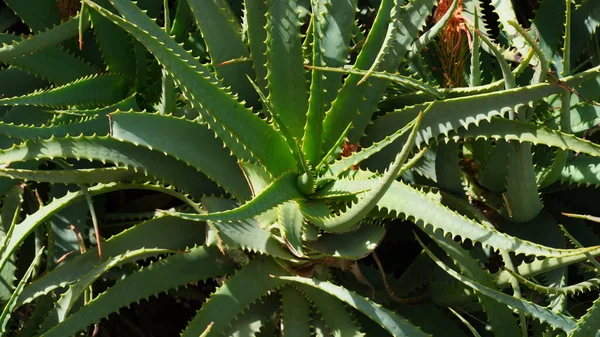 Aloe Vera Leaves Tropical Green Plants Tolerate Hot Weather Sunny — Stock Photo, Image