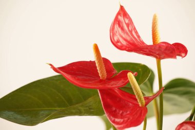 Red Anthurium çiçeği. Kalp şeklinde kırmızı bir çiçek. Kartpostal güzelliği ve tarım tasarımı için. Çiçek açarken