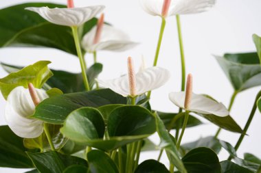 Beyaz anthurium saksıda çiçek açar.