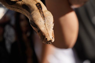 Prag 'ın merkezinde fotoğraf çekmek için kocaman sarı boa yılanı yılanı sıkacağı..