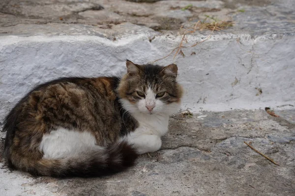 Вуличні Коти Побачені Чудовому Місті Родос — стокове фото
