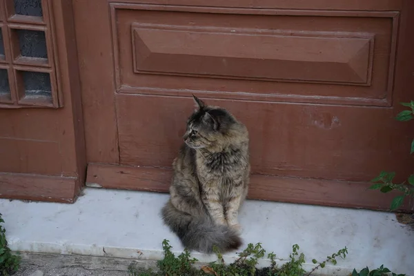 Kucing Jalanan Terlihat Kota Rhodes Yang Indah — Stok Foto