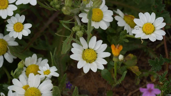 Mauranthemum Paludosum Ανοιξιάτικα Λουλούδια Στο Ισραήλ — Φωτογραφία Αρχείου