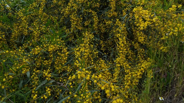 Akasya Nın Sarı Topları Mimoza Ağacına Benzer Acacia Pycnantha Altın — Stok fotoğraf