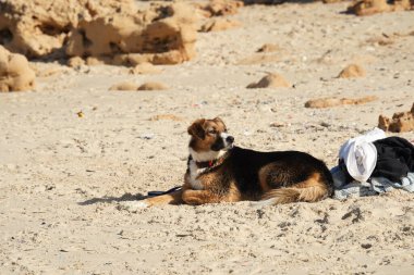 Yaşlı köpek kumların üzerinde yatıyor, endişeyle sahibini bekliyor.