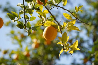 Limon bahçesi hasat için hazır. Yeşil yapraklı taze sarı limonlar..