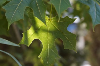 Brachychiton australis yaprakları yaygın olarak geniş yapraklı şişe ağacı olarak bilinir.